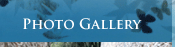Photo Gallery